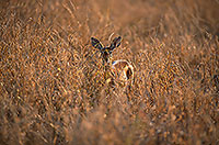Steenbok, Kruger NP, S. Africa - Raphicère femelle 15084