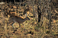 Steenbok, Kruger NP, S. Africa - Raphicère femelle 15085 Steenbok, Kruger NP, S. Africa - Raphicère femelle 15085
