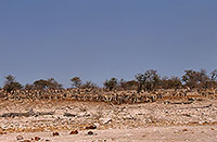 Zebras at waterhole, Etosha NP, Namibia -  Zèbres au point d'eau  15169