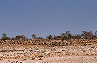 Zebras at waterhole, Etosha NP, Namibia - Zèbres au point d'eau 15169 Zebras at waterhole, Etosha NP, Namibia - Zèbres au point d'eau 15169
