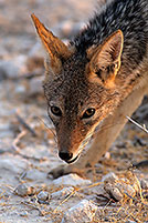 Jackal (Black-backed), Etosha NP, Namibia  - Chacal à chabraque  14825