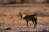 Jackal (Black-backed), Etosha NP, Namibia  - Chacal à chabraque  14827