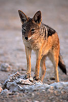 Jackal (Black-backed), Etosha NP, Namibia  - Chacal à chabraque  14826