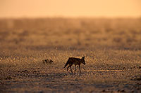 Jackal (Black-backed), Etosha NP, Namibia  - Chacal à chabraque  14828