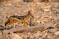 Jackal (Black-backed), Etosha NP, Namibia  - Chacal à chabraque  14834