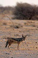 Jackal (Black-backed), Etosha NP, Namibia  - Chacal à chabraque  14836