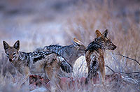 Jackal (Black-backed), Etosha NP, Namibia - Chacal à chabraque 14838 Jackal (Black-backed), Etosha NP, Namibia - Chacal à chabraque 14838