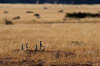 Meerkats, Namib-Naukluft NP, Namibia  -  Suricates, Namibie    14913