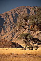Meerkats, Namib-Naukluft NP, Namibia  -  Suricates, Namibie    14914