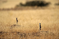Meerkats, Namib-Naukluft NP, Namibia  -  Suricates, Namibie    14915