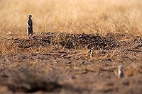 Meerkats, Namib-Naukluft NP, Namibia  -  Suricates, Namibie    14919