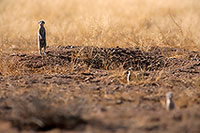 Meerkats, Namib-Naukluft NP, Namibia - Suricates, Namibie 14919 Meerkats, Namib-Naukluft NP, Namibia - Suricates, Namibie 14919