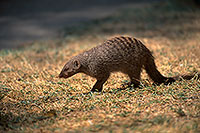Mongoose (Banded), Etosha NP, Namibia - Mangue rayée 14920