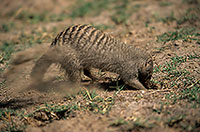 Mongoose (Banded), Etosha NP, Namibia - Mangue rayée 14922