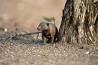 Mongoose (Dwarf), Etosha NP, Namibia - Mangouste naine 14924