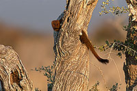 Mongoose (Slender), Etosha NP, Namibia -  Mangouste rouge  14928