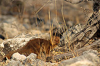 Mongoose (Slender), Etosha NP, Namibia -  Mangouste rouge  14929