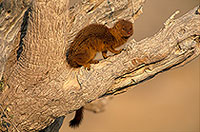 Mongoose (Slender), Etosha NP, Namibia -  Mangouste rouge  14931