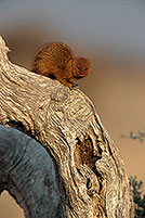 Mongoose (Slender), Etosha NP, Namibia -  Mangouste rouge  14927