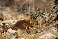 Mongoose (Slender), Etosha NP, Namibia -  Mangouste rouge  14930