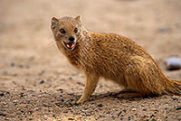 Mongoose (Yellow), Etosha NP, Namibia -  Mangouste fauve 14933