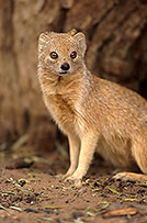 Mongoose (Yellow), Etosha NP, Namibia -  Mangouste fauve 14934