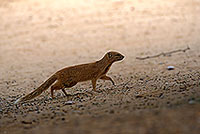 Mongoose (Yellow), Etosha NP, Namibia -  Mangouste fauve 14937