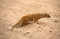 Mongoose (Yellow), Etosha NP, Namibia -  Mangouste fauve 14938