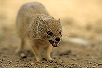 Mongoose (Yellow), Etosha NP, Namibia -  Mangouste fauve 14940