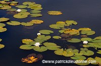 White Water-lily, Mizen peninsula, Ireland - Nénuphar blanc, Irlande  15473