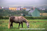 Horses near Allihies, Beara, Ireland - Chevaux prÃ¨s d'Allihies