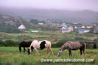 Horses near Allihies, Beara, Ireland - Chevaux près d'Allihies, Irlande  15554