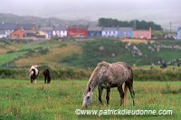 Horses near Allihies, Beara, Ireland - Chevaux près d'Allihies, Irlande  15553