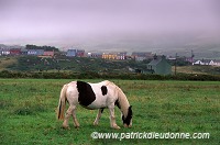 Tinker Horses near Allihies, Beara, Ireland - Chevaux Tinker, Irlande  15555