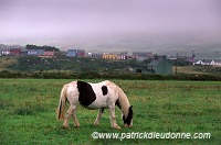 Tinker Horses near Allihies, Beara, Ireland - Chevaux Tinker, Irlande 15555 Tinker Horses near Allihies, Beara, Ireland - Chevaux Tinker, Irlande 15555