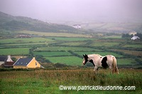 Tinker Horses near Allihies, Beara, Ireland - Chevaux Tinker, Irlande  15556