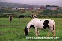 Tinker Horses near Allihies, Beara, Ireland - Chevaux Tinker, Irlande  15557