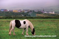 Tinker Horses near Allihies, Beara, Ireland - Chevaux Tinker, Irlande  15559
