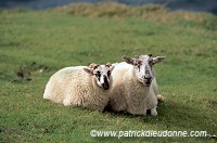Scottish Blackface sheep, Dingle peninsula, Ireland - Moutons, Irlande 15463