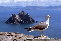 Little Skellig reserve, Kerry, Ireland - Reserve de little Skellig, Irlande  15304