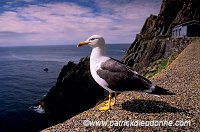 Gull, Great Skellig, Kerry, Ireland - Goéland, Great Skellig, Irlande  15305