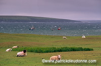 Sheep near Benwee Head, Ireland - Benwee Head, Irlande  15487