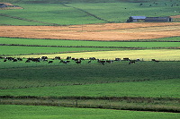 Fields at Kirbister, Orkney, Scotland -  Champs à Kirbister, Orcades, Ecosse  15583