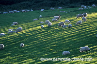 Sheep, Argyll, Scotland - Moutons, Ecosse - 18965