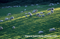 Sheep, Argyll, Scotland - Moutons, Ecosse - 18965 Sheep, Argyll, Scotland - Moutons, Ecosse - 18965