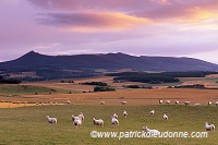 Countryside, Aberdeenshire, Scotland - Ecosse - 15995