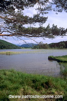 Lake and forest, Grampians, Scotland - Grampians, Ecosse - 18828