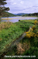 Lake and forest, Grampians, Scotland - Grampians, Ecosse - 18829