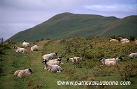 Sheep, Pentland Hills, Scotland - Pentland Hills, Ecosse - 16018 Sheep, Pentland Hills, Scotland - Pentland Hills, Ecosse - 16018