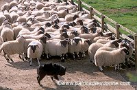 Sheep, Pentland Hills, Scotland -  Pentland Hills, Ecosse - 16019
